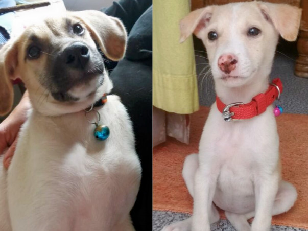 Help Lucy and Brownie Fly!