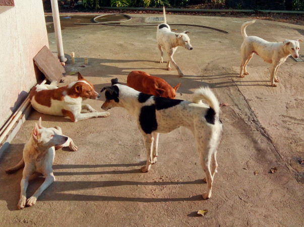 Help Rescued Dogs Find A Home