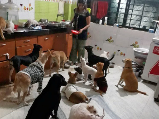 Urgent Caring of Strays