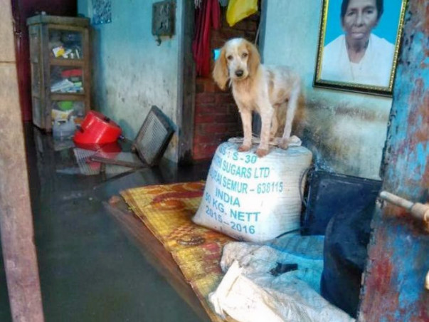 Help....India's 'biggest' pet rescue operation in Kerala floods