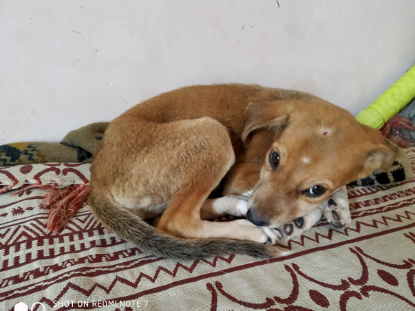 Help Puppies Fight Distemper