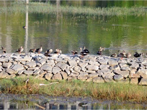 Peace Ride: Kaikondranahalli Lake Restoration, Sarjapur