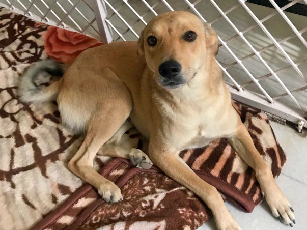 Dogs Need Help Rescue Foster Care Programme