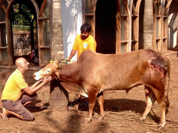 Raja The Bull Is Suffering In Pain From An Acid Attack