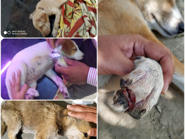 Support Stray Dogs Get Treated