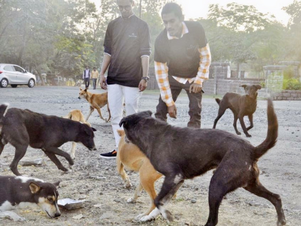Help Us Feed Stray Dogs Everyday