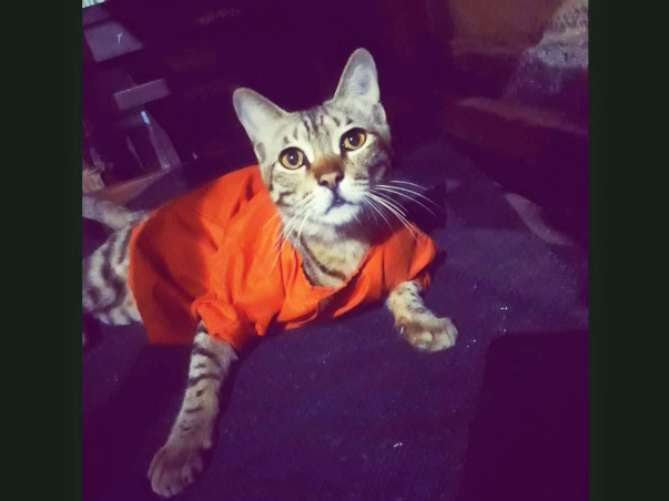 Help Deepu Get Spayed