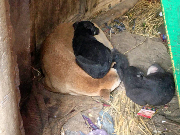 Save the voiceless creatures of Meerut