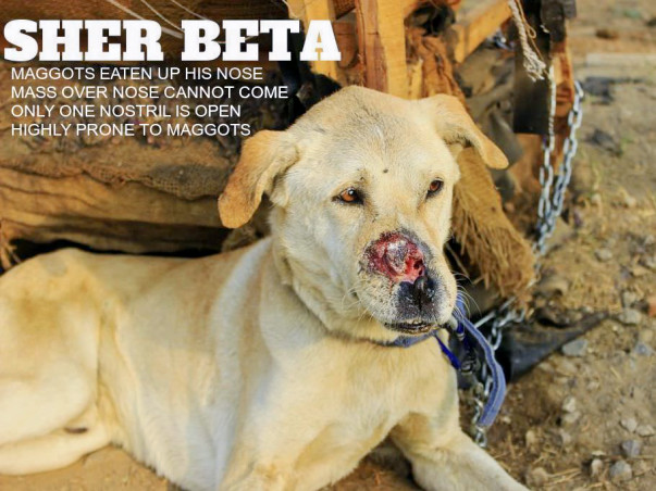 Be The Voice Of Voiceless