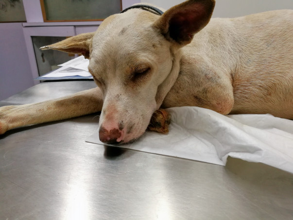 Help Snowy Walk Again!