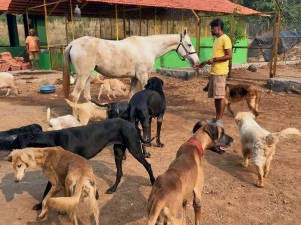 Help 370+ Animals & Birds at this Animal Shelter