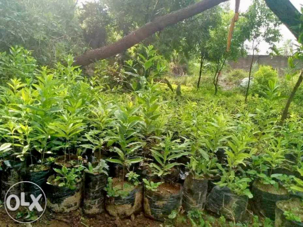 Go Green with Sandal Tree Plantation