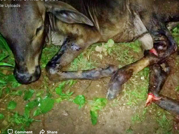 Help Calf Accidental Case - CARE, Bellary