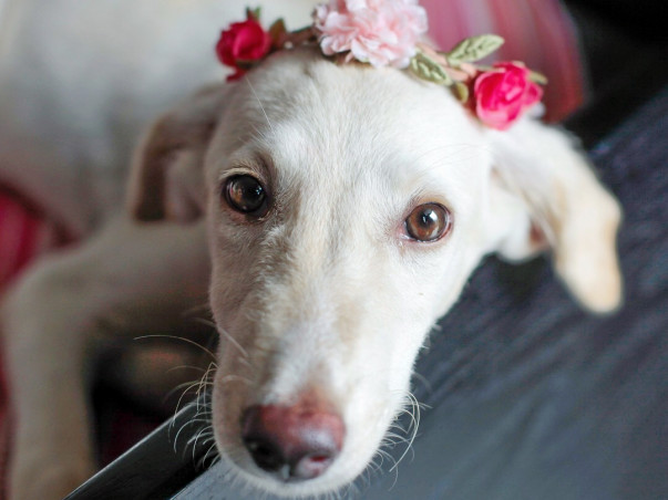 Help Luna Reach Vancouver