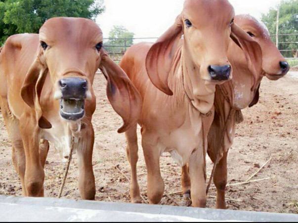 Gau Samvardhan