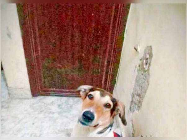Help Nona Reach His New Family