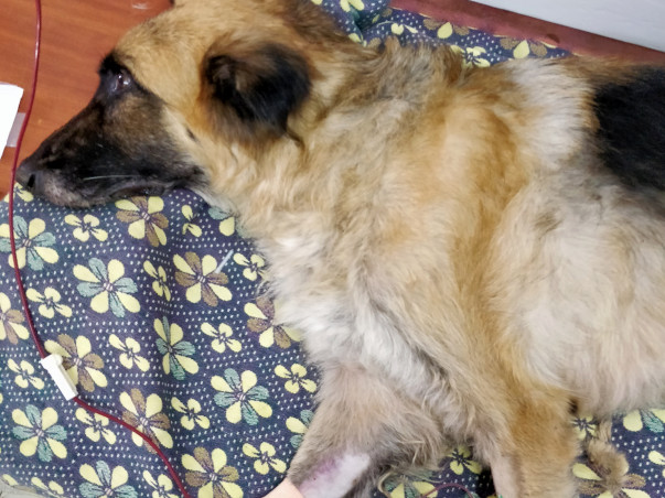 Help Blushy Fight CKD