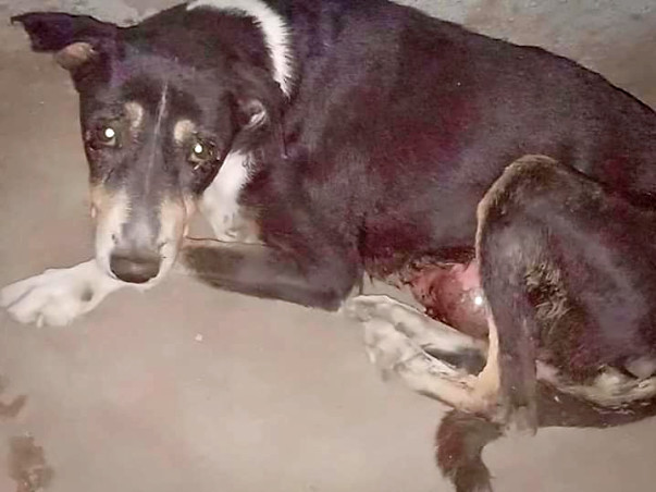 Help Shakti Fight Mammary Gland Tumor