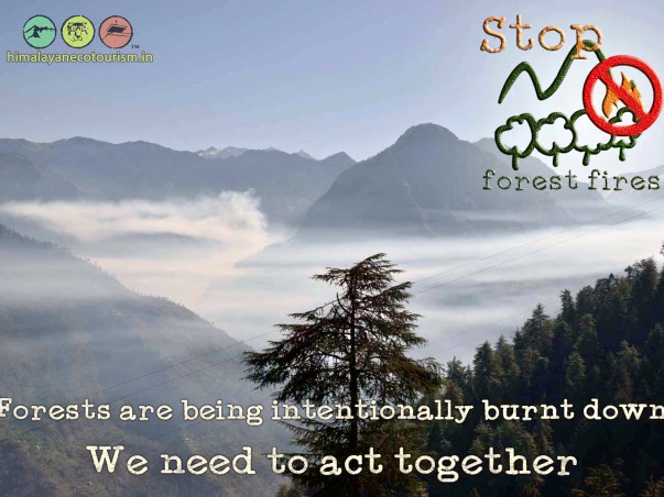 Help Save The Himalayan Forests - Step 2