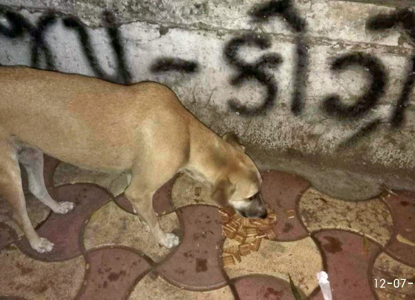 Join Us In Caring For Over 50 Strays In Ahmedabad