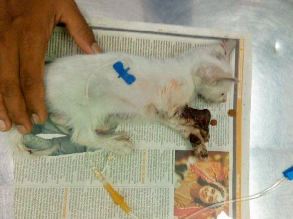 Help save Chhotu!
