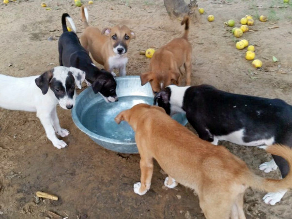 We need your help to take care of 300+ street dogs in 2020