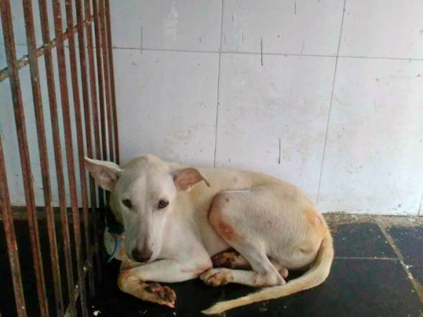 Funds For Lifetime Shelter For Shero