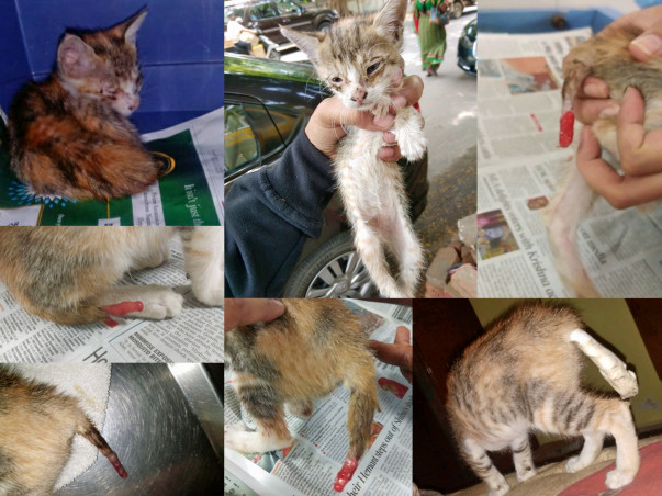 Help Mia, a 2 month old kitten for her tail amputation surgery!