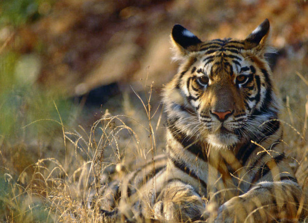 Join the Tiger Brigade