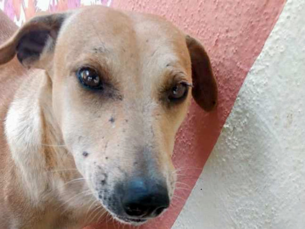 Help ‘Sundari’ Lead A Happy Dog’s Life.