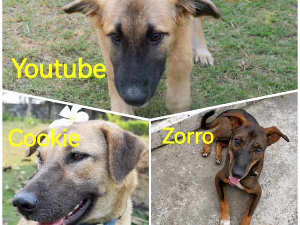 Help 3 survivor Dogs To Travel To Their Forever Home