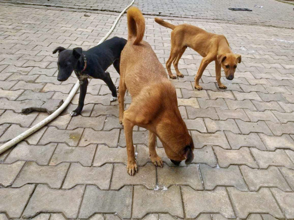 Help Misha fight Distemper