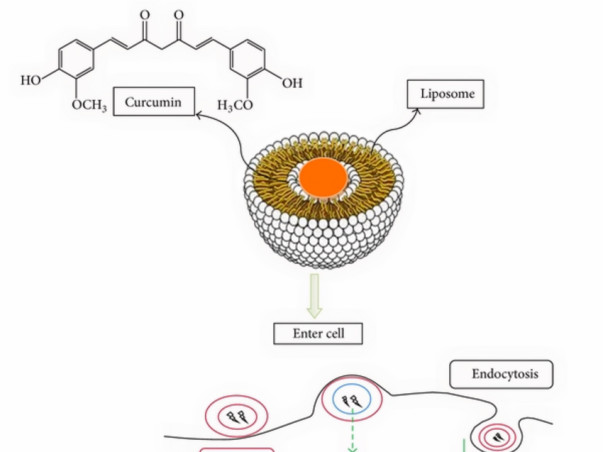 Development Of Anticancer Agents As A Project
