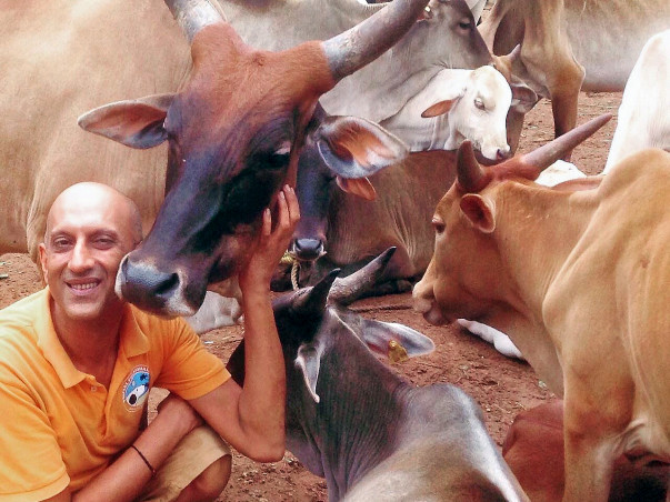Help Atul Rescue and Treat Injured Cows
