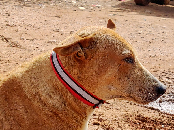 Help Varun in saving dogs.