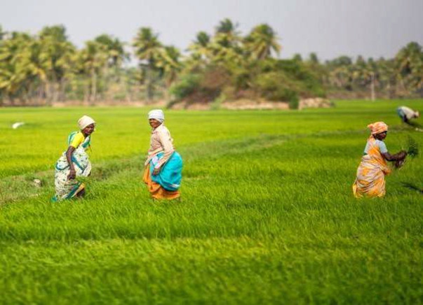 Collective farming