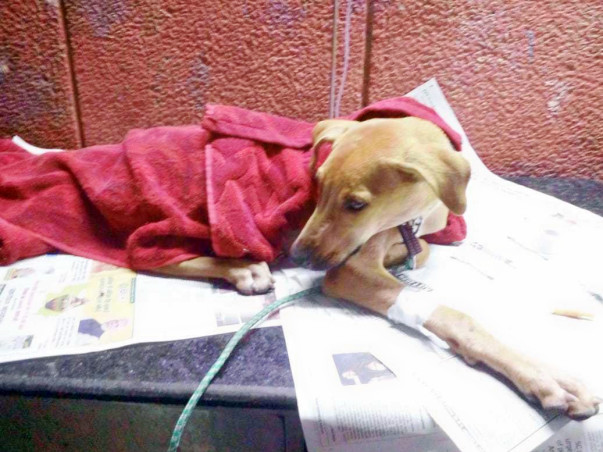 HELP ELEVEN DOGS FIGHT DISTEMPER!