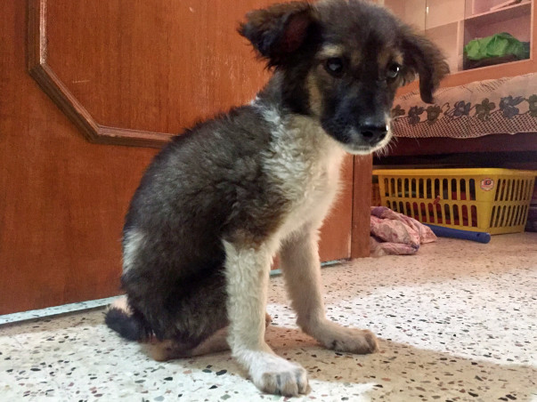 Help Hope Get A Second Chance At Life