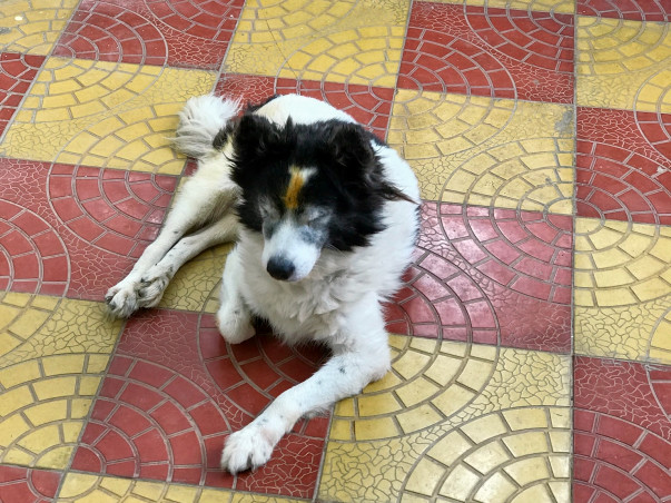 Help My Pet Suffering From Disease