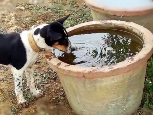 Water Pot for Stray Animals & Birds in Summer