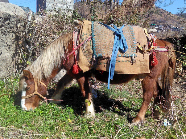 Lets Build A Home For Neelu, The Horse