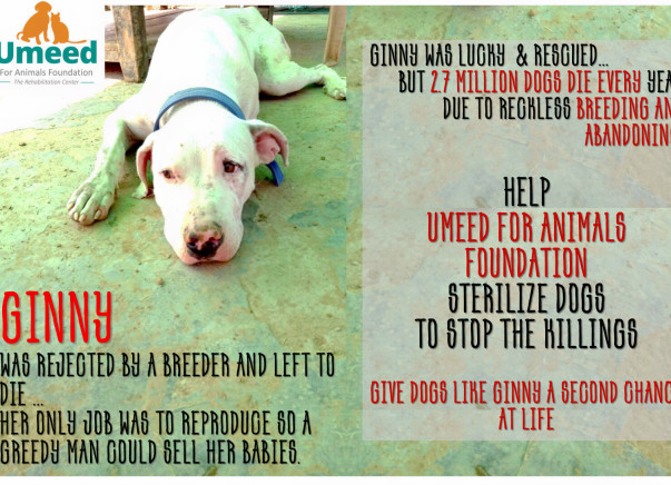 Help us Sterilize & Treat rescued dogs at Umeed's Rehab Center !