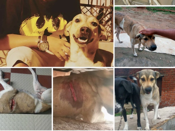 Raising Funds For Browny's Treatment