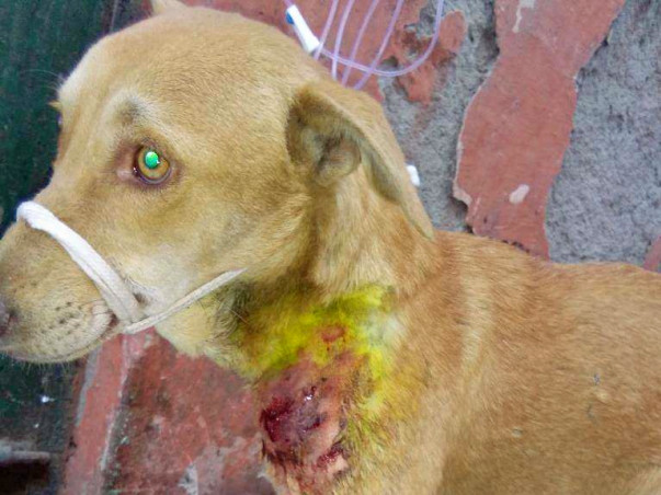 Your help needed for treatment of stray dog with critical condition