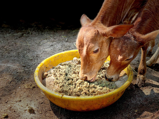 Support a Sanctuary for Bruised and Battered Cows in India