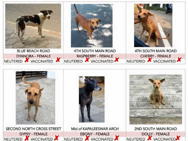 Grp of 7-aim to vaccinate & spay streeties in nagar and protect them