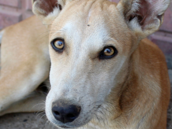 Help These Stray Pups Fly To Their Forever Homes In USA