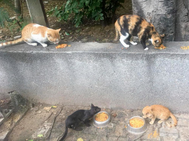 Help Sterilise Stray Cats in Hauz Khas, Delhi