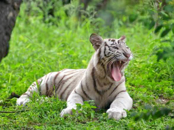 Help Nehru Zoological Park Save and Protect Tigers
