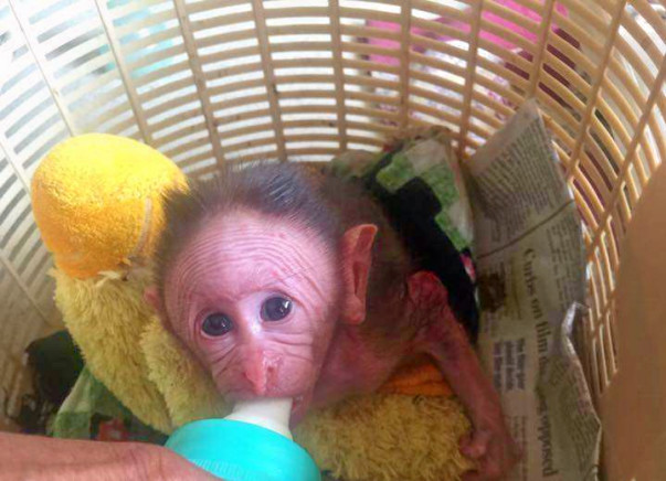 Without A Fence, Every Animal At Bannerghatta Rehab Center Is At Risk